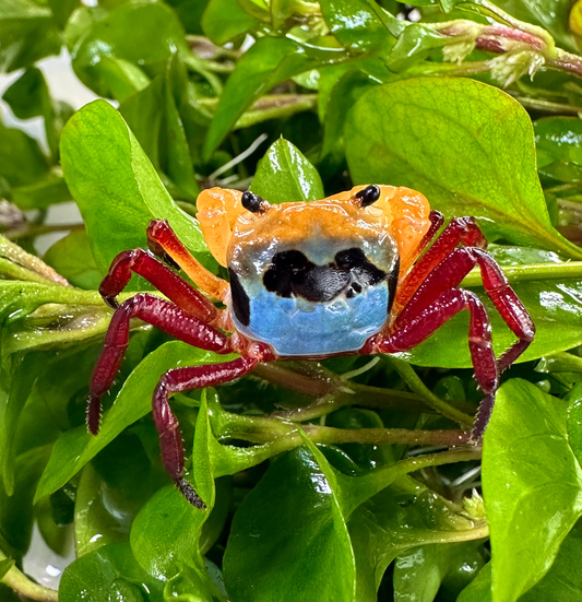 TRICOLOR CRAB