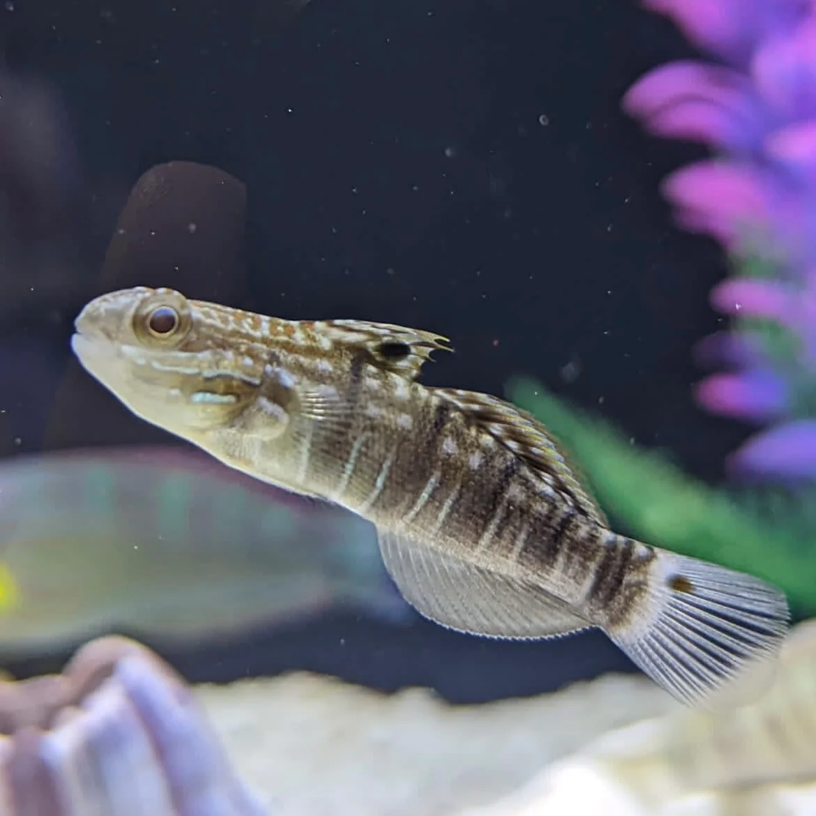 GOBY - DRAGON
