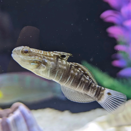 GOBY - DRAGON
