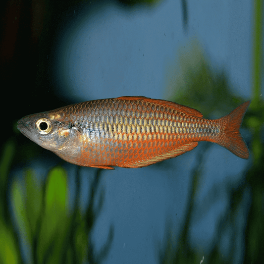 AJAMARUENSIS RAINBOW
