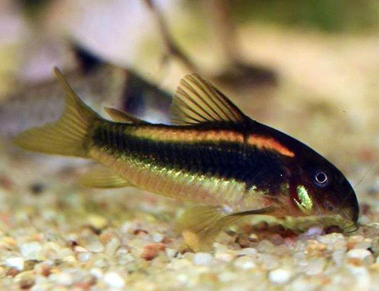 CORYDORAS RABAUTI