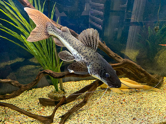 RED TAIL SHOVELNOSE