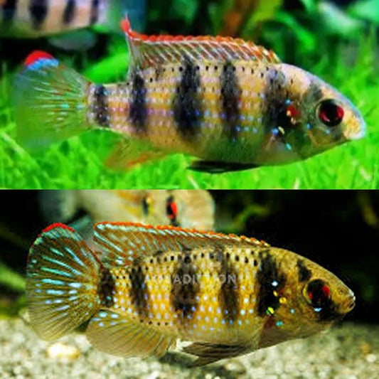 AFRICAN BUTTERFLY CICHLID