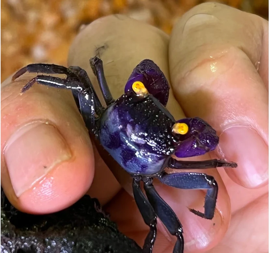 PURPLE ARM VAMPIRE CRAB