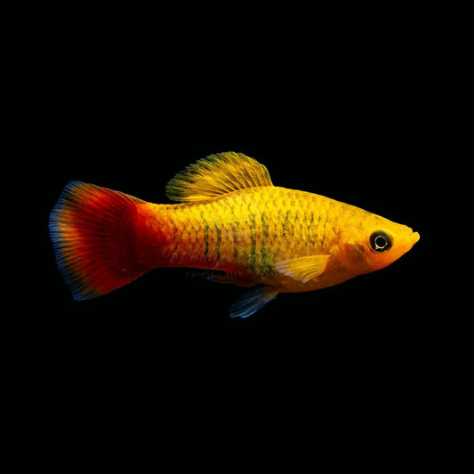 PLATIES - SUNSET VARIATUS