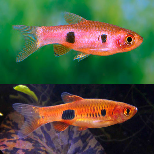 RASBORA - CLOWN KALOCHROMA