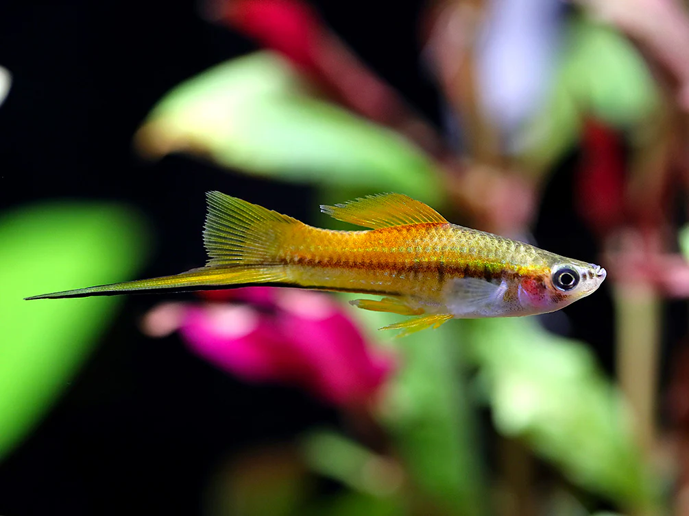 SWORDTAIL - MARIGOLD SWORDTAIL
