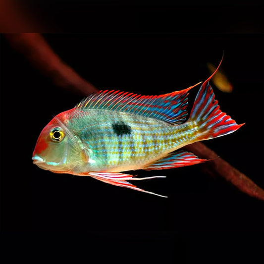 RED HEAD TAPAJOS