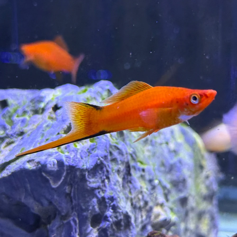 SWORDTAIL - RED COMET