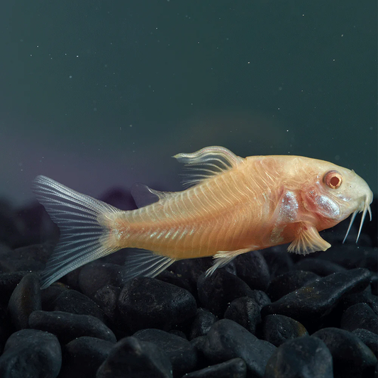 CORYDORAS ALBINO