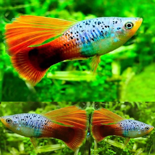 PLATIES - MULTICOLOR HIFIN