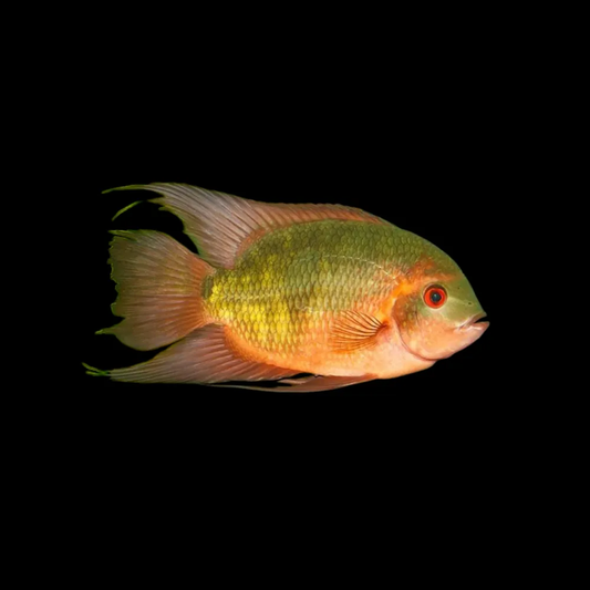 TEMPORALIS CICHLID