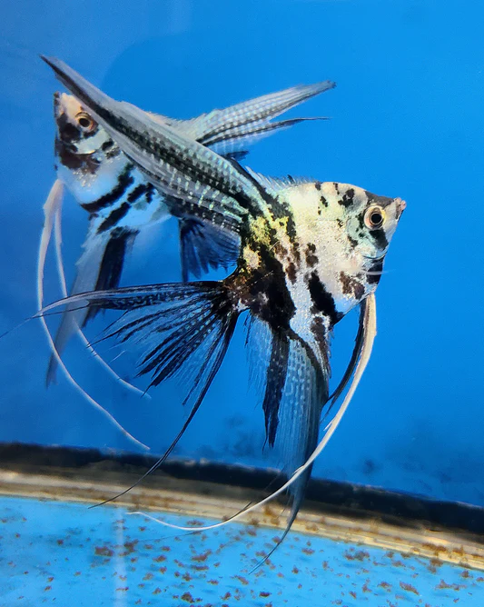 VEILTAIL BLACK & WHITE ANGEL