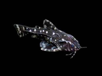 WHITE SPOTTED DORADID