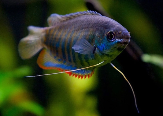 THICK LIPPED GOURAMI