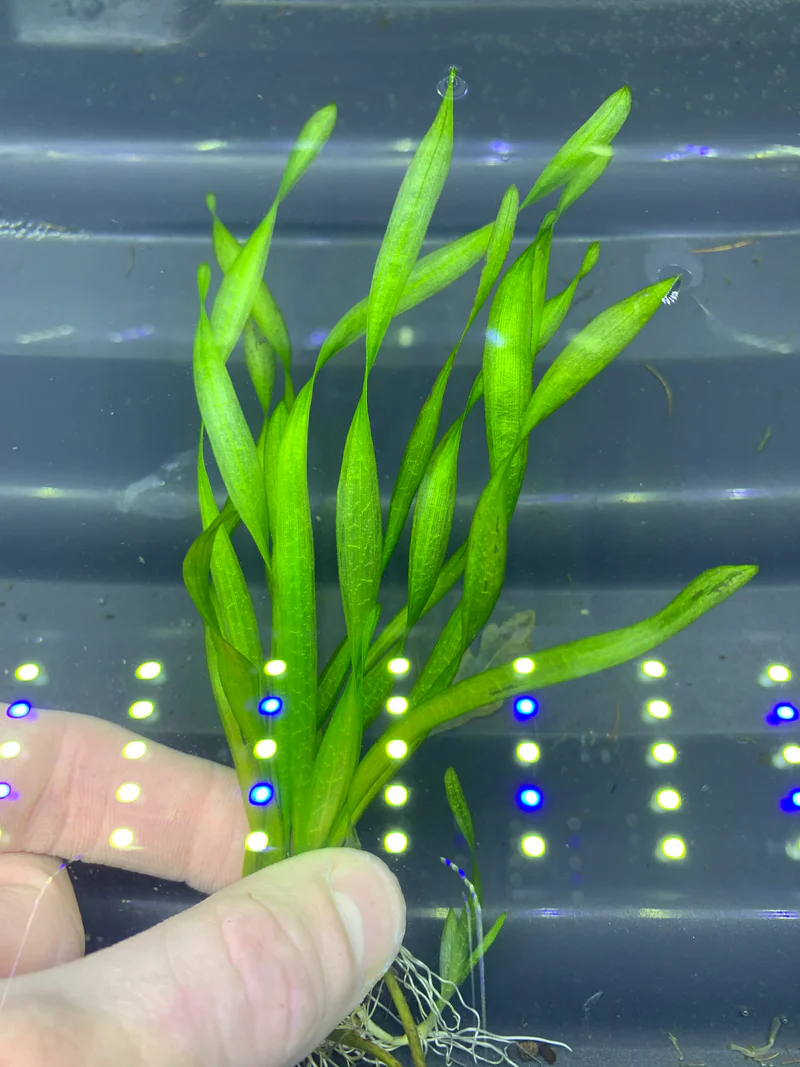 Vallisneria spiralis