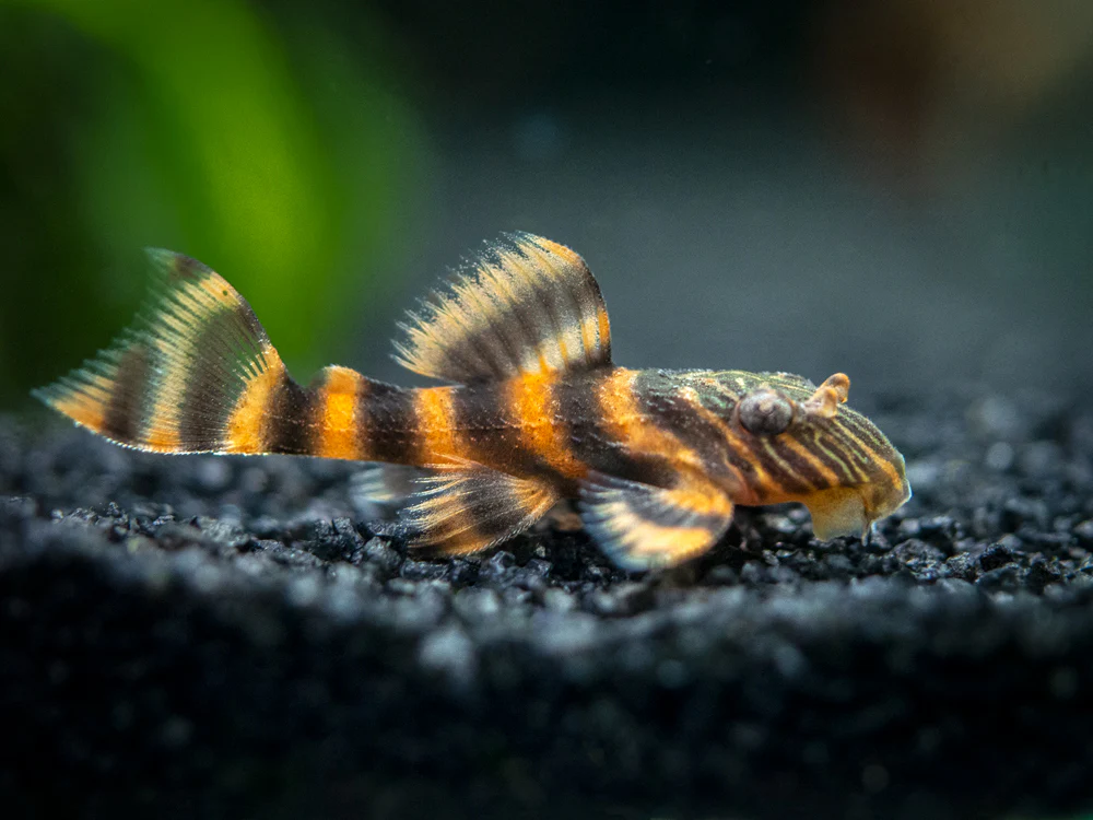 L-397 - Red Tiger Pleco