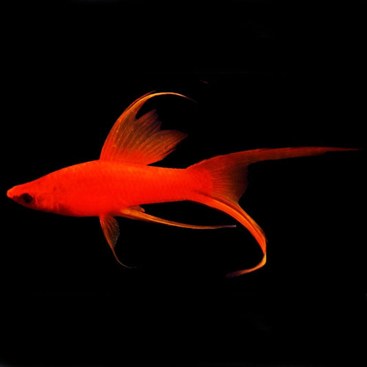 SWORDTAIL - RED LYRETAIL