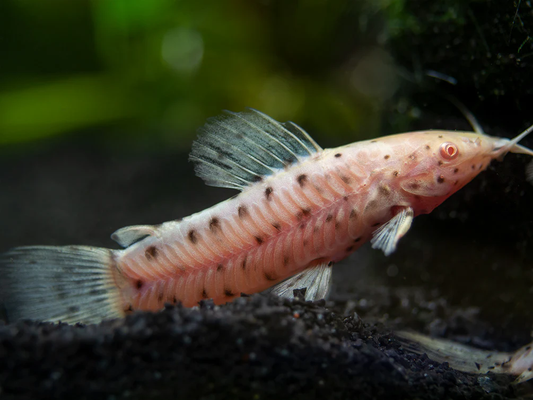 HOPLO CATFISH ALBINO