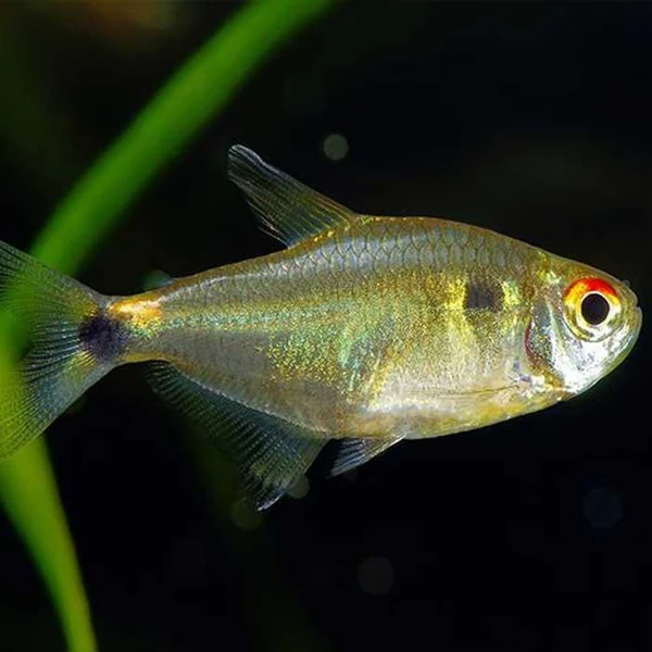 TETRA - HEAD & TAIL