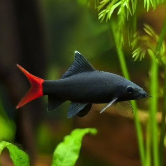 SHARK - REDTAIL BLACK
