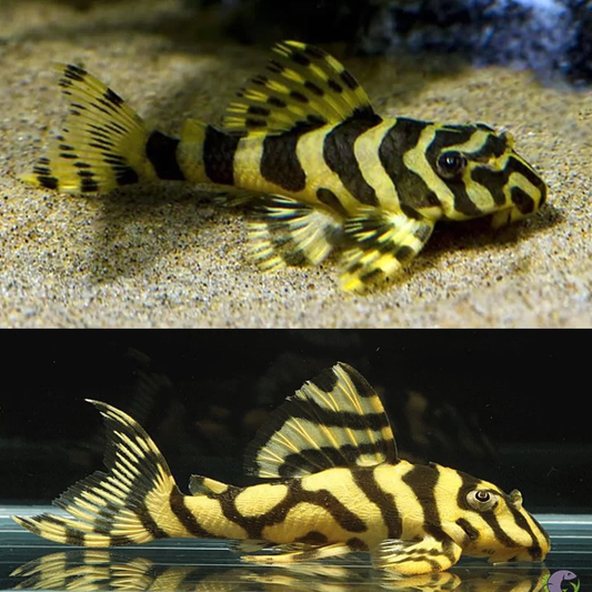 L-134 - Leopard Frog Pleco