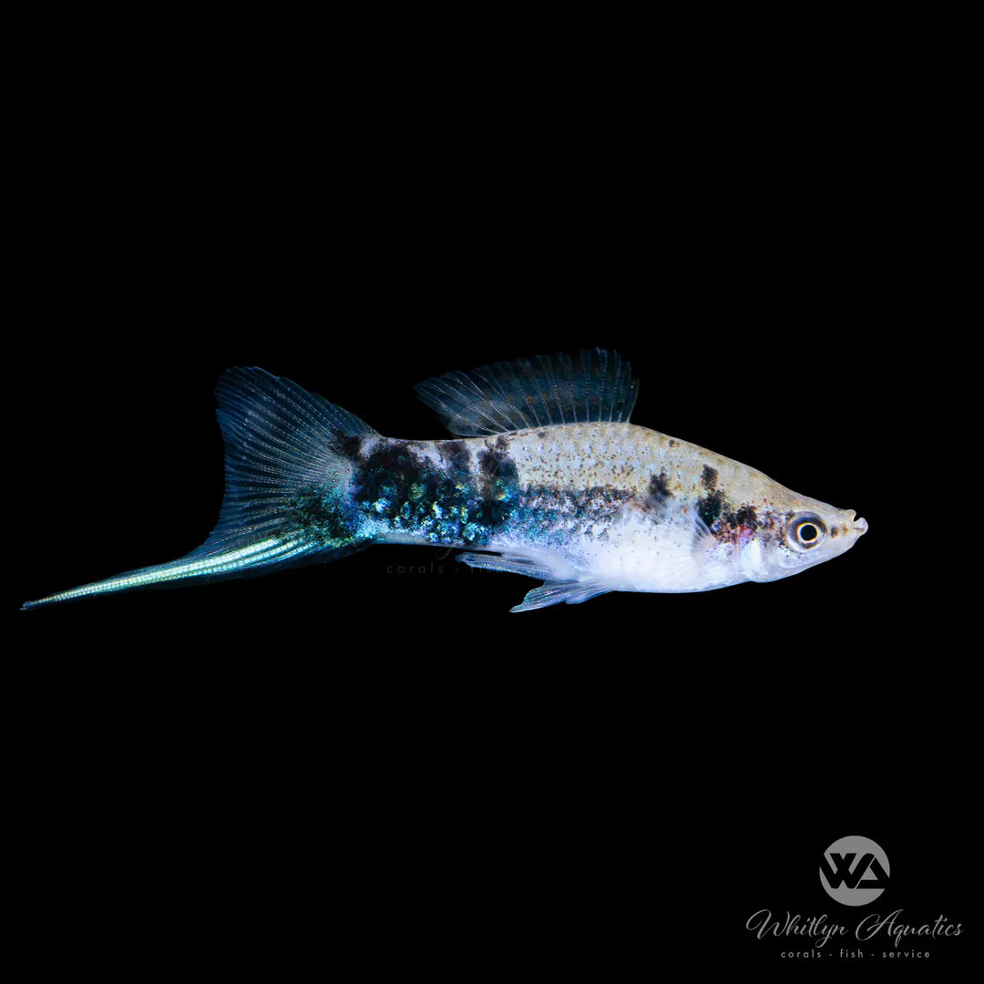 SWORDTAIL - MARBLE