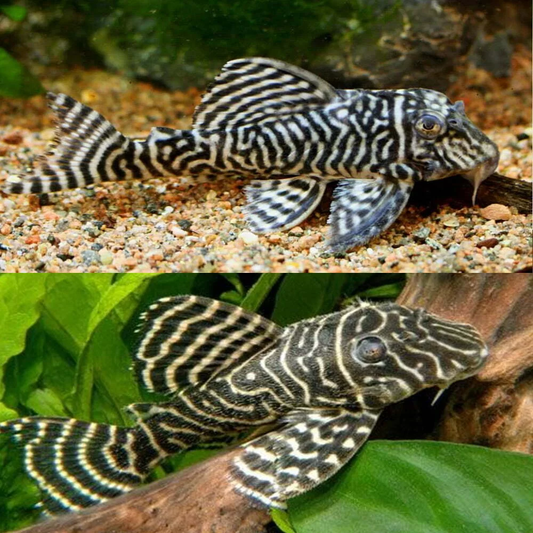 L-333 - King Tiger Pleco