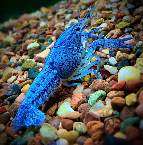 Crayfish - BLUE