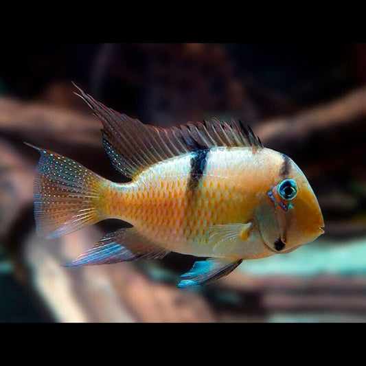 GUIANACARA DACRYA