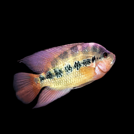AMPHILOPHUS LYONSI