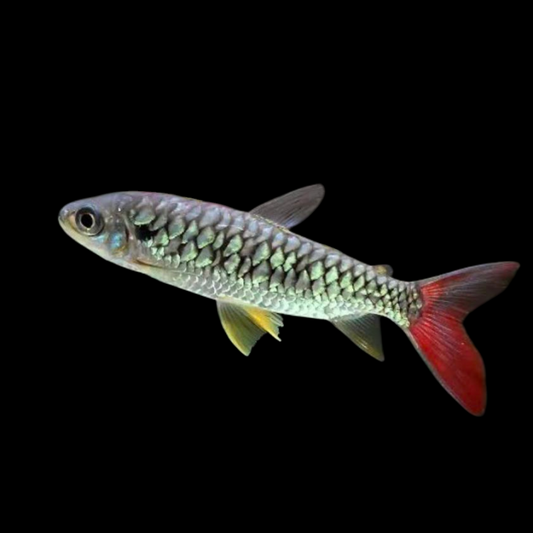 SHARK - PINK TAIL