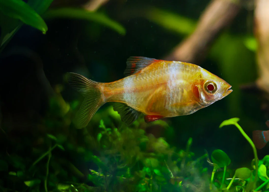 GOLDEN TIGER BARB