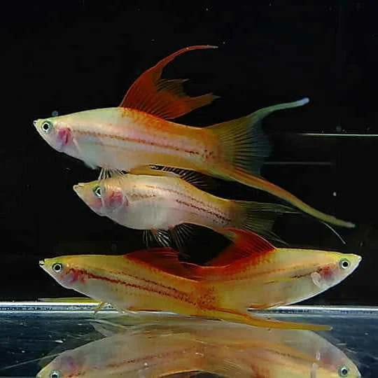 SWORDTAIL - PINEAPPLE LYRETAIL