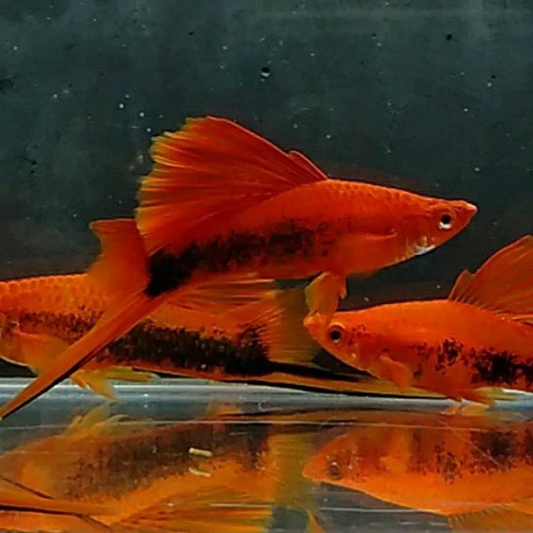 SWORDTAIL - TUXEDO HIFIN