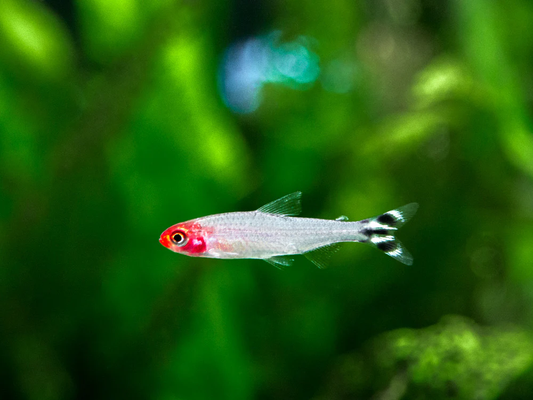 RUMMY NOSE TETRA