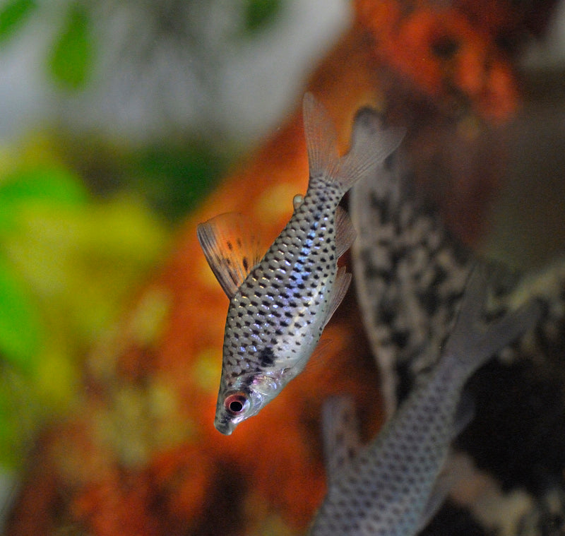 TETRA - SPOTTED HEADSTANDER