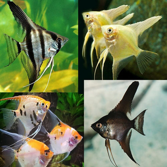 ASSORTED ANGEL (PREMIUM)