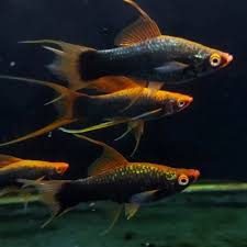 HAMBURG LYRETAIL PLATY (PRICE PER PAIR)