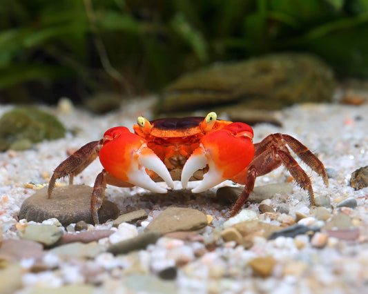 RED APPLE CRAB