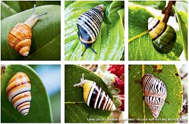 KUWUK TREE SNAIL