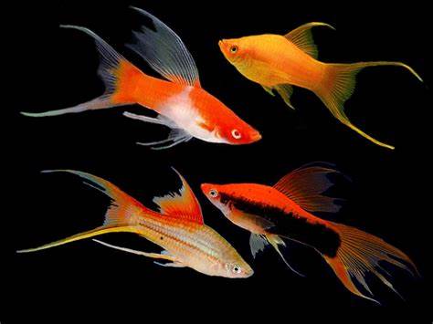 SWORDTAIL - ASSORTED LYRETAIL