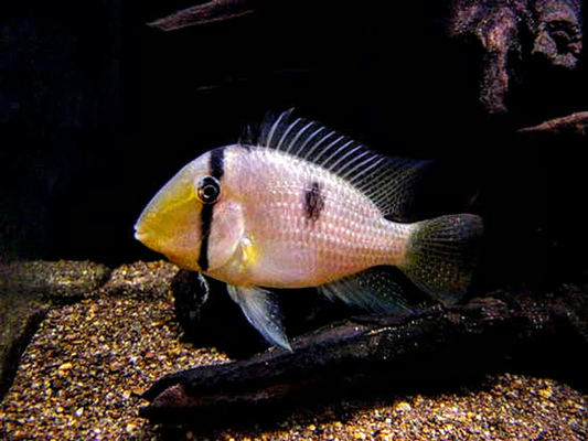 GUIANACARA OWROEWETI