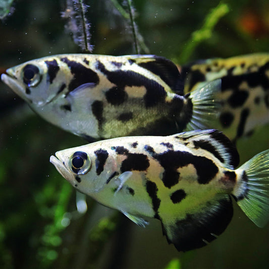 BRACKISH - GOLDEN ARCHER FISH