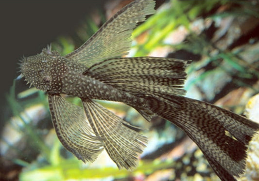 BRUSHMOUTH BLACK LONGFIN