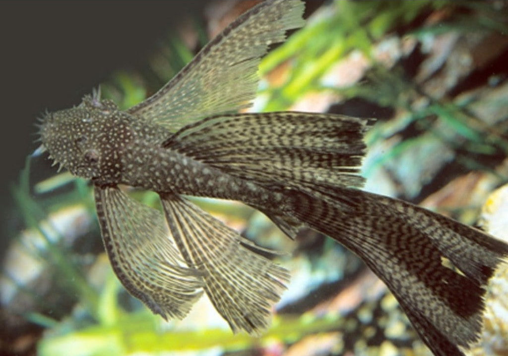 BRUSHMOUTH BLACK LONGFIN