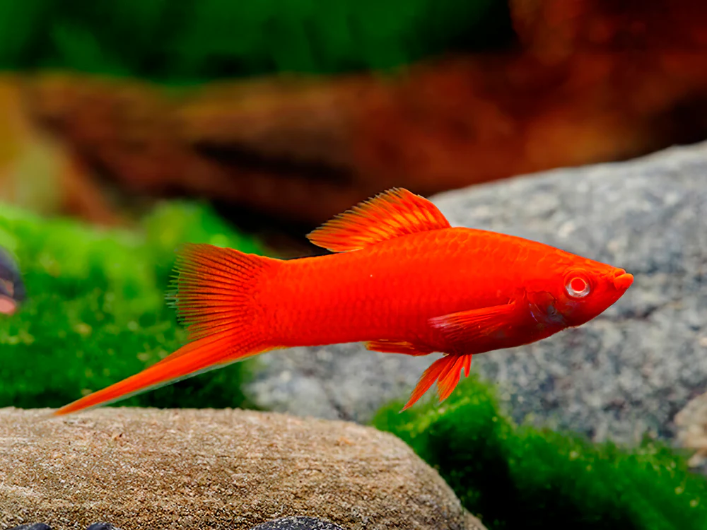 SWORDTAIL - RED EYE