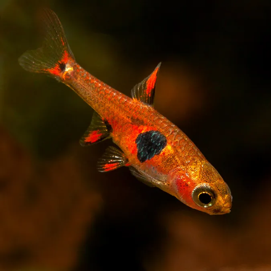 RASBORA - Straberry