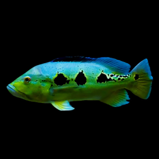 PEACOCK BASS ORINOCO CICHLID