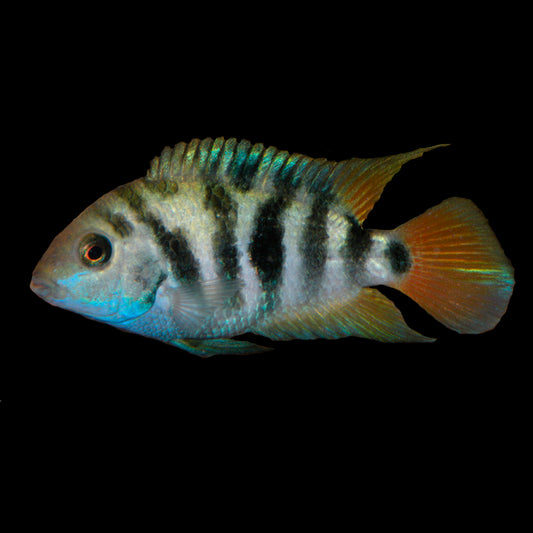 HONDURAN RED POINT